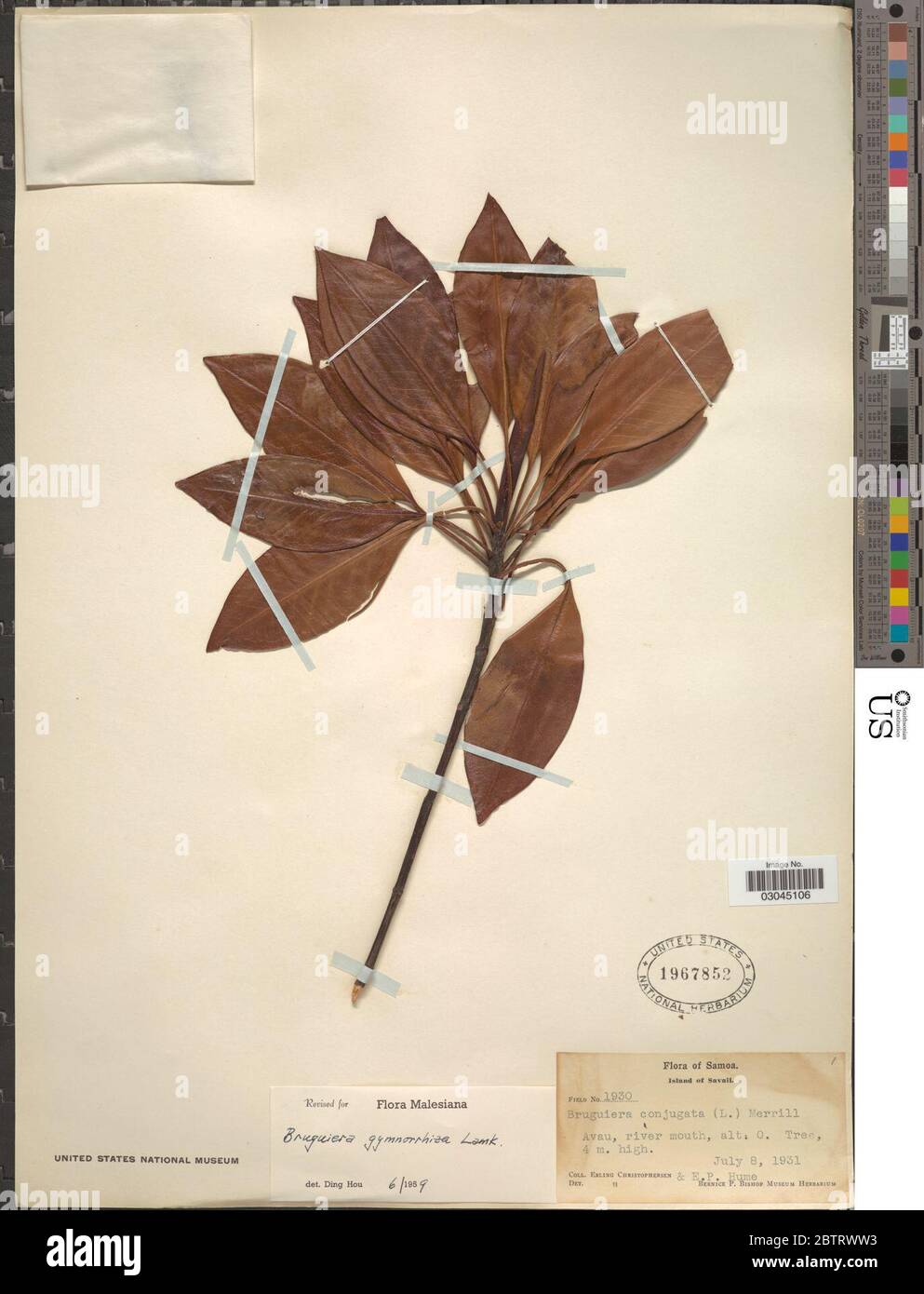 Bruguiera gymnorhiza L Savigny. Stockfoto