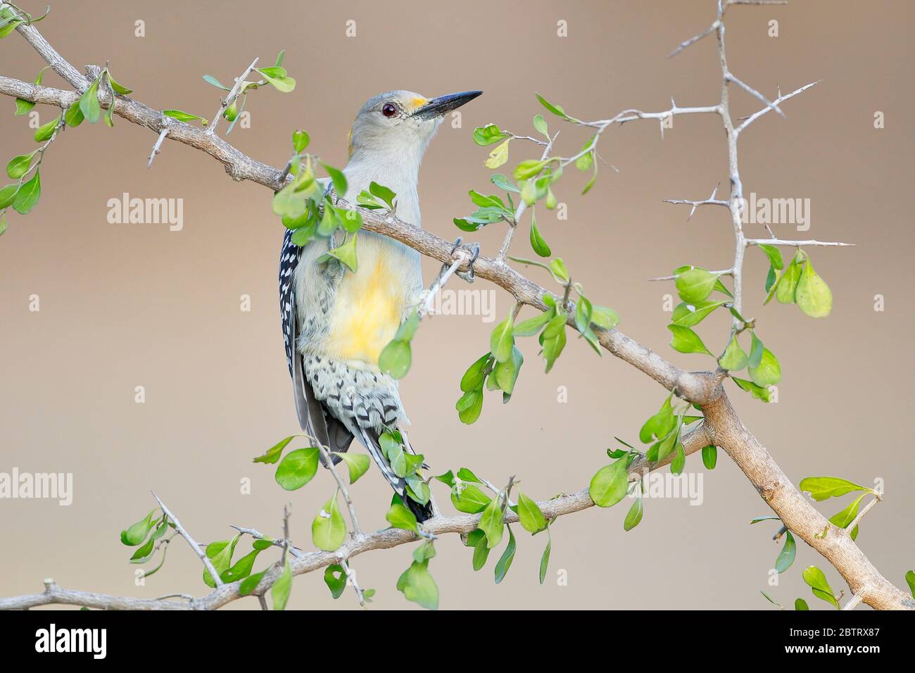 Golden-fronted Woodpecker (Melanerpes aurifrons) on Branch in South Texas, USA Stockfoto