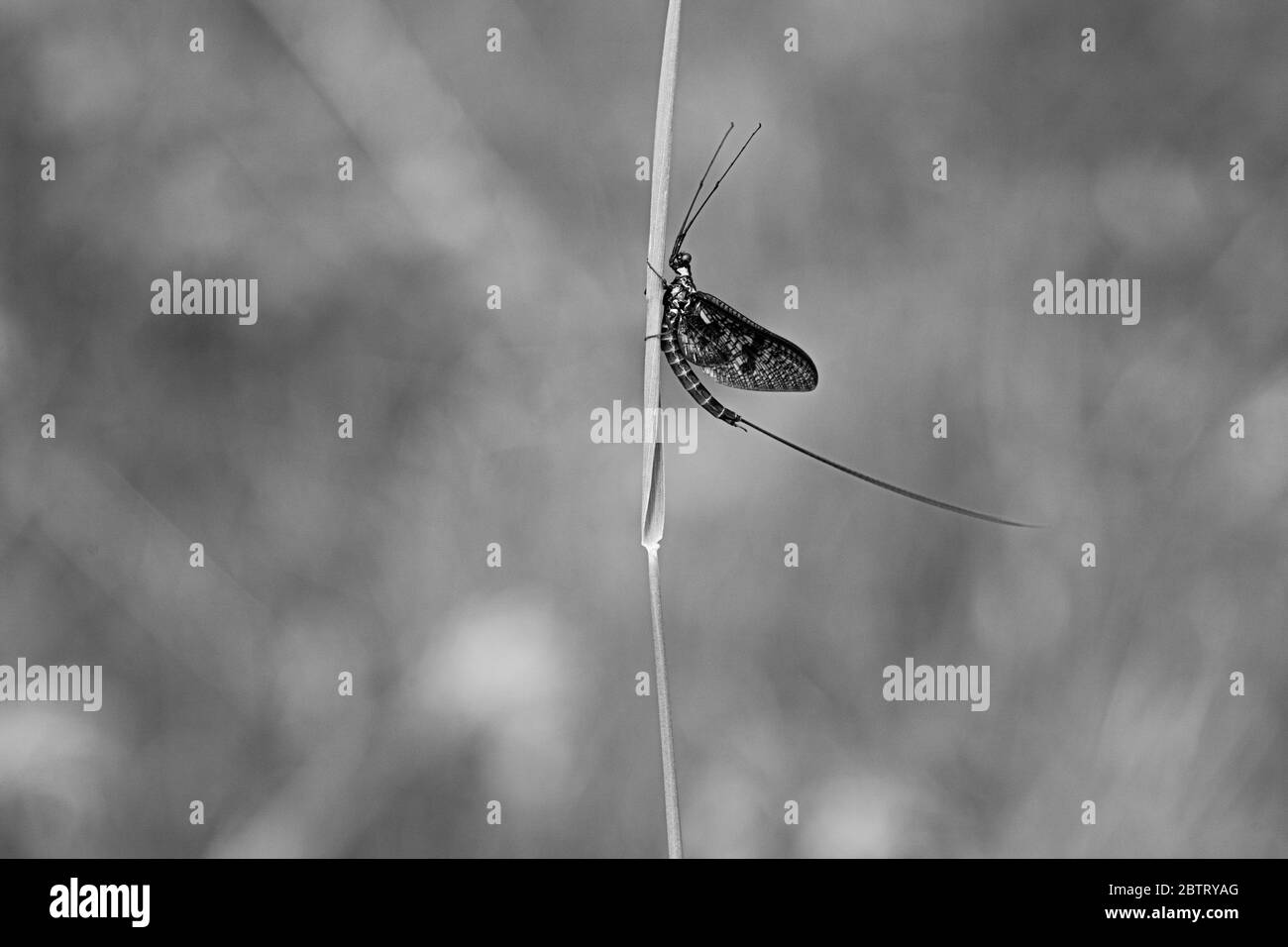 Green Drake Mayfly Ephemera danica Männchen im Frühjahr mit greengrass Feld Hintergrund Schwarz-Weiß-Foto Stockfoto