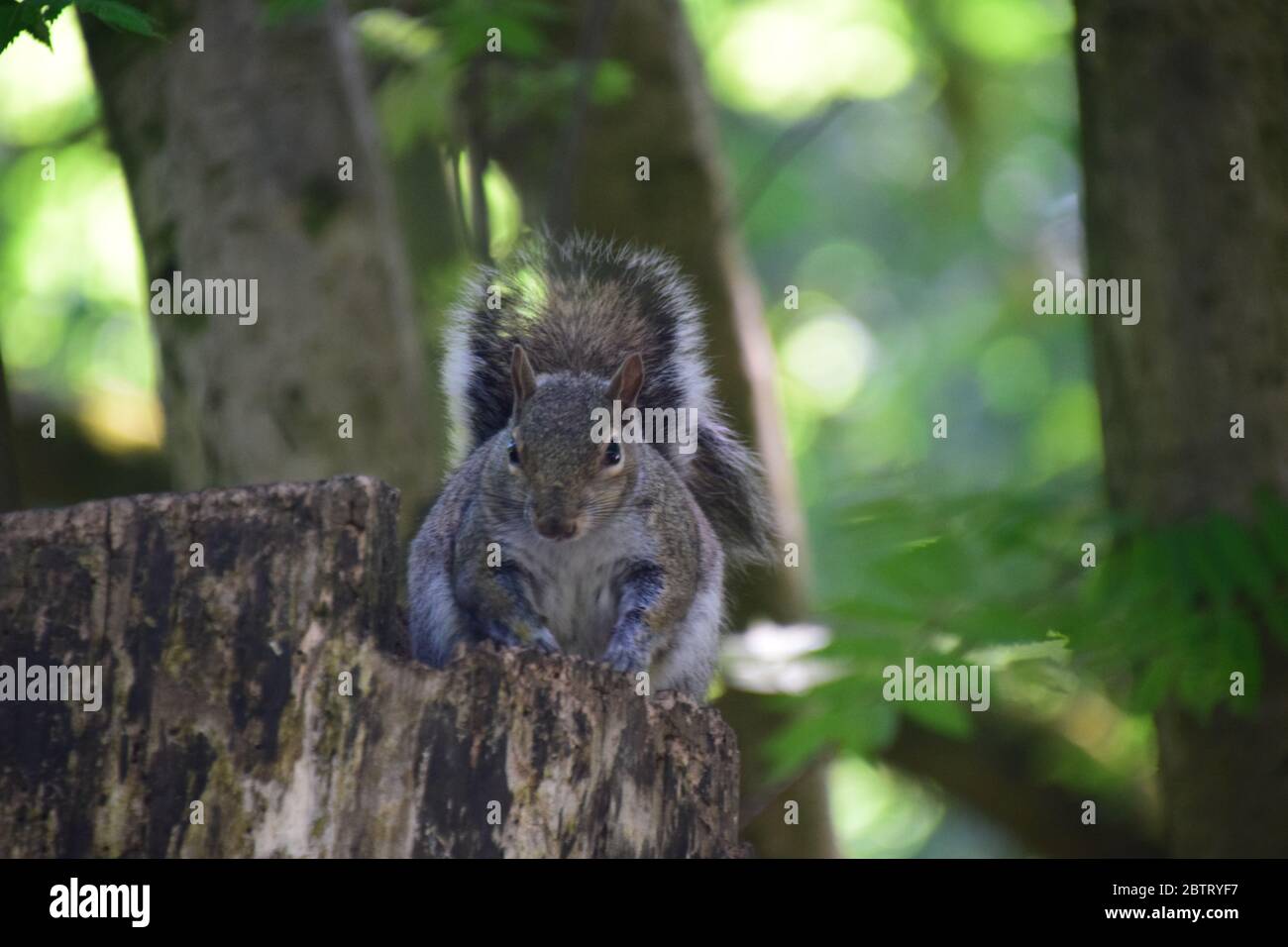 Graue Eichhörnchen an seinem Waldfütterungsort Stockfoto