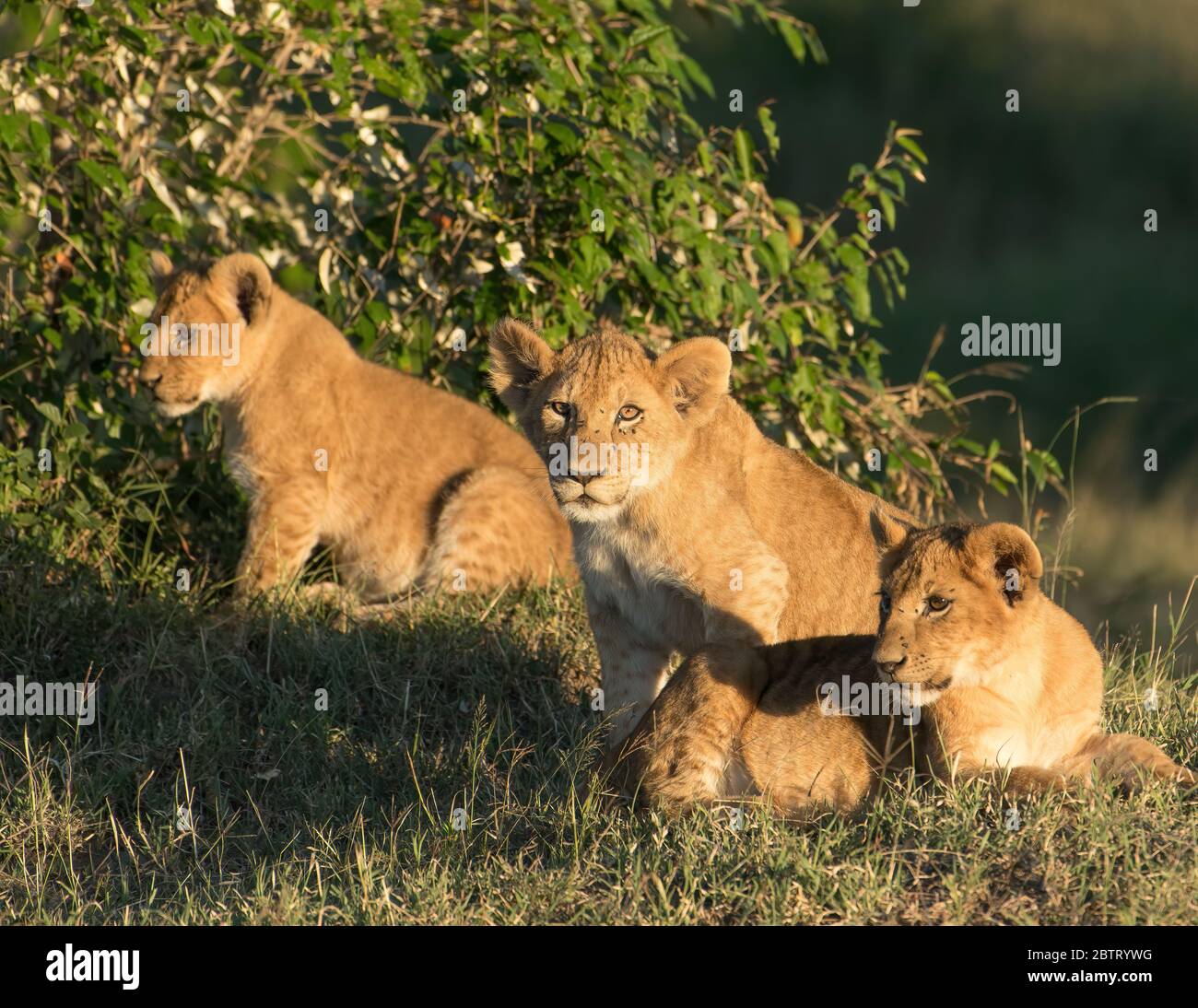 Niedliche Löwenjunge in freier Wildbahn. Stockfoto