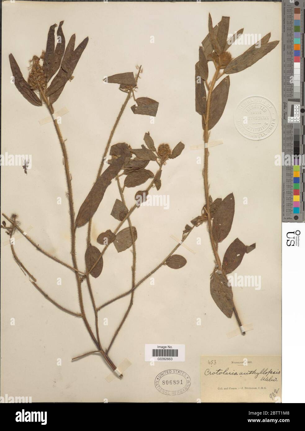 Crotalaria anthyllopsis Welw ex. Stockfoto
