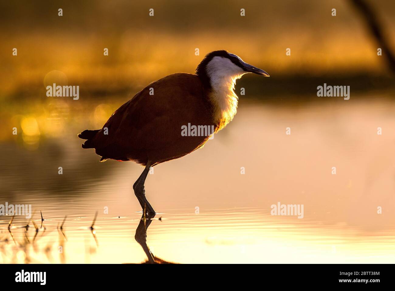 Nahaufnahme eines afrikanischen Jacana-Vogels Actophilornis africanus, der von der Morgensonne hinterleuchtet wird und in einer flachen Lagune steht. Stockfoto