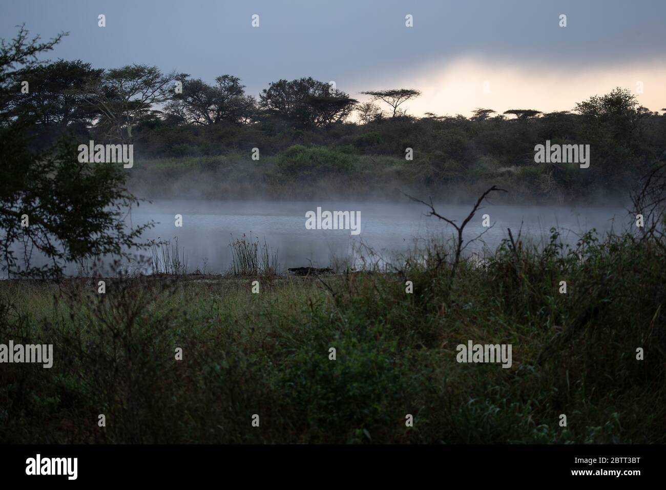 Am frühen Morgen liegt Nebel, während die Dämmerung über dem Zimanga Private Game Reserve in Mkuze, Kwazulu Natal, Südafrika bricht. Stockfoto