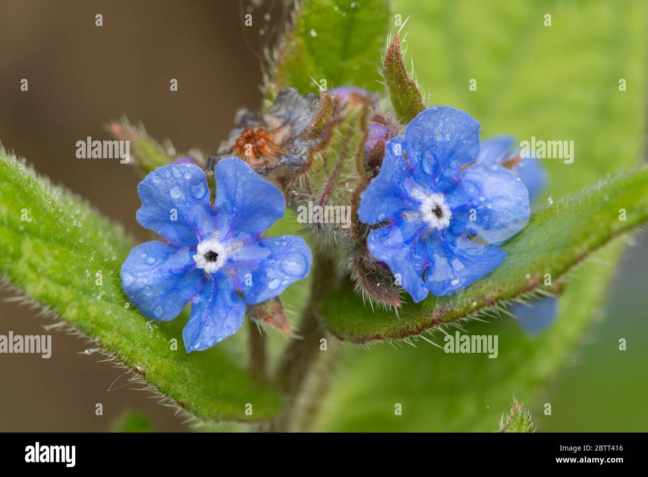 Nahaufnahme von Blüten auf einem immergrünen Bugloss (pentaglottis semoervirens) Stockfoto