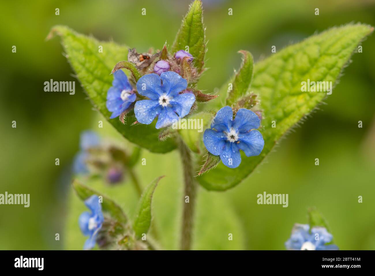 Nahaufnahme von Blüten auf einem immergrünen Bugloss (pentaglottis semoervirens) Stockfoto