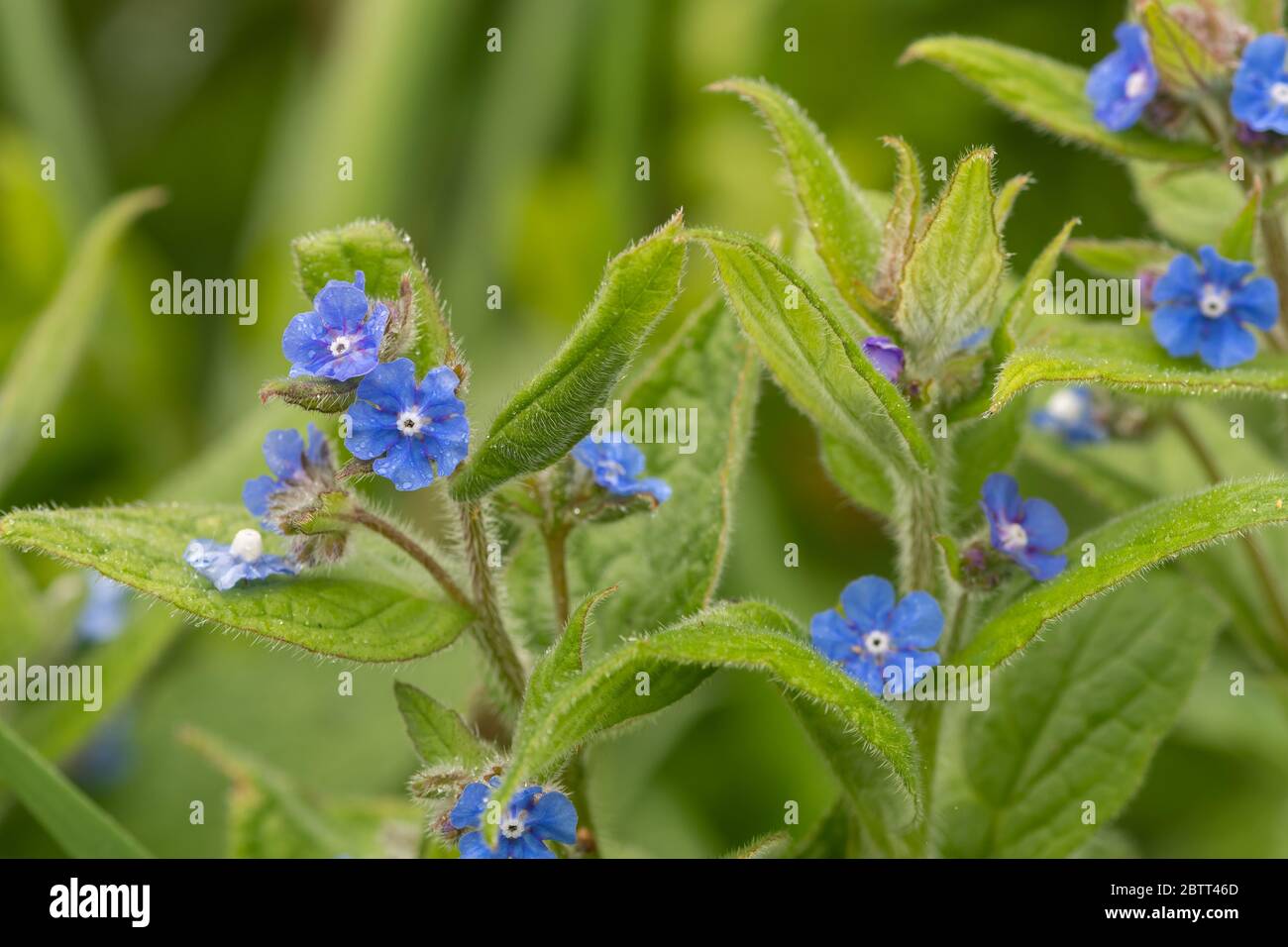 Nahaufnahme von Blüten auf einem immergrünen Bugloss (pentaglottis semoervirens) Stockfoto