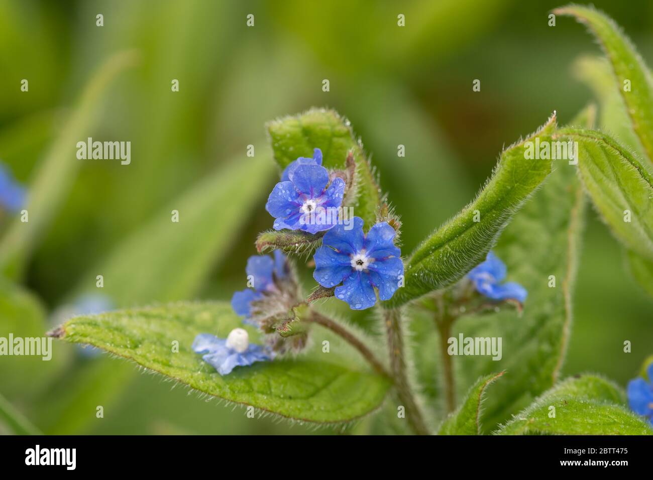 Nahaufnahme von Blüten auf einem immergrünen Bugloss (pentaglottis semoervirens) Stockfoto