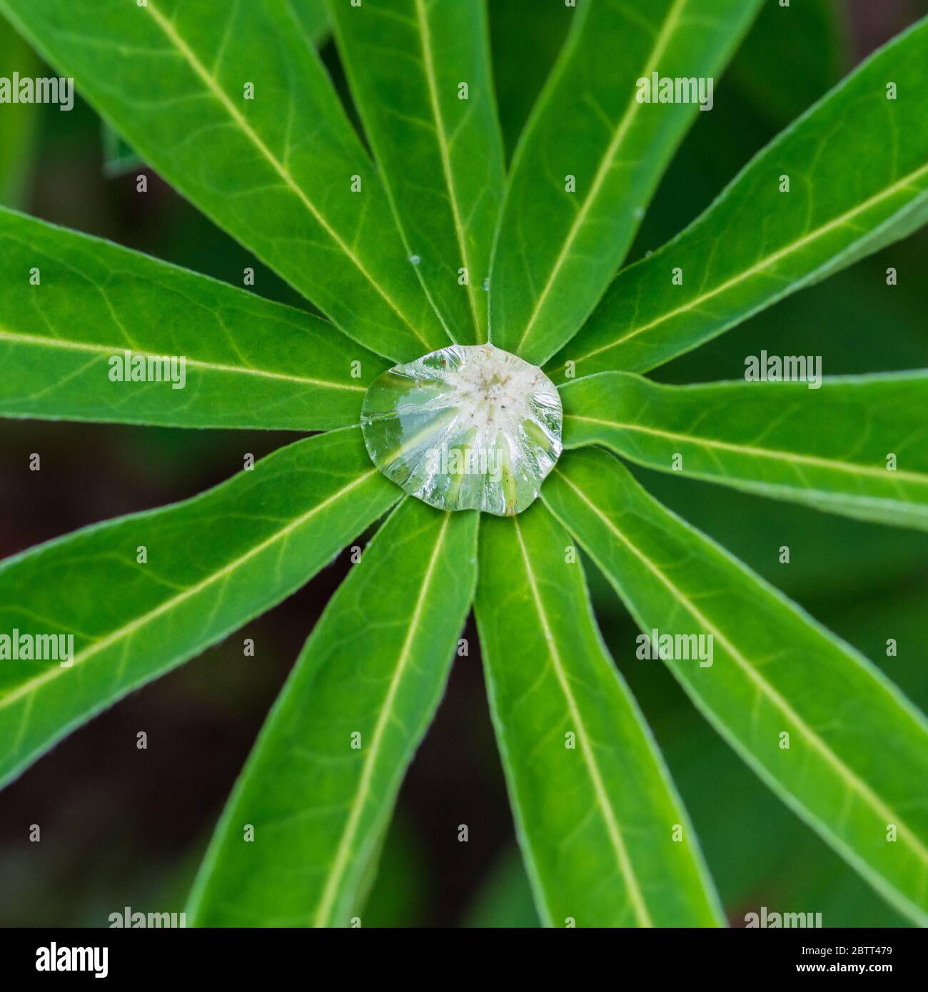 Ein Makrofoto eines Regentropfes, der in der Mitte einiger Lupine-Blätter sitzt. Stockfoto