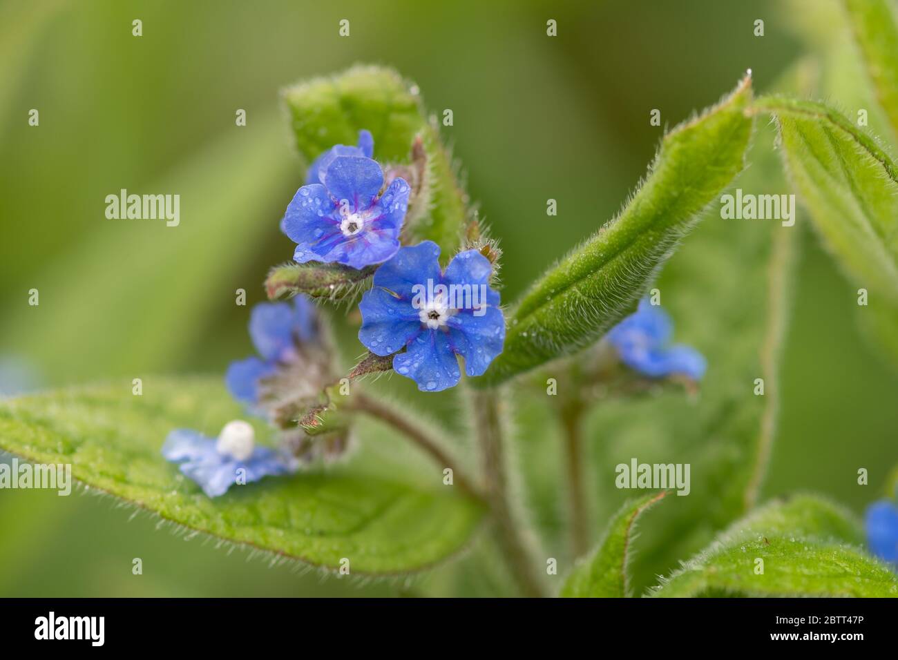Nahaufnahme von Blüten auf einem immergrünen Bugloss (pentaglottis semoervirens) Stockfoto