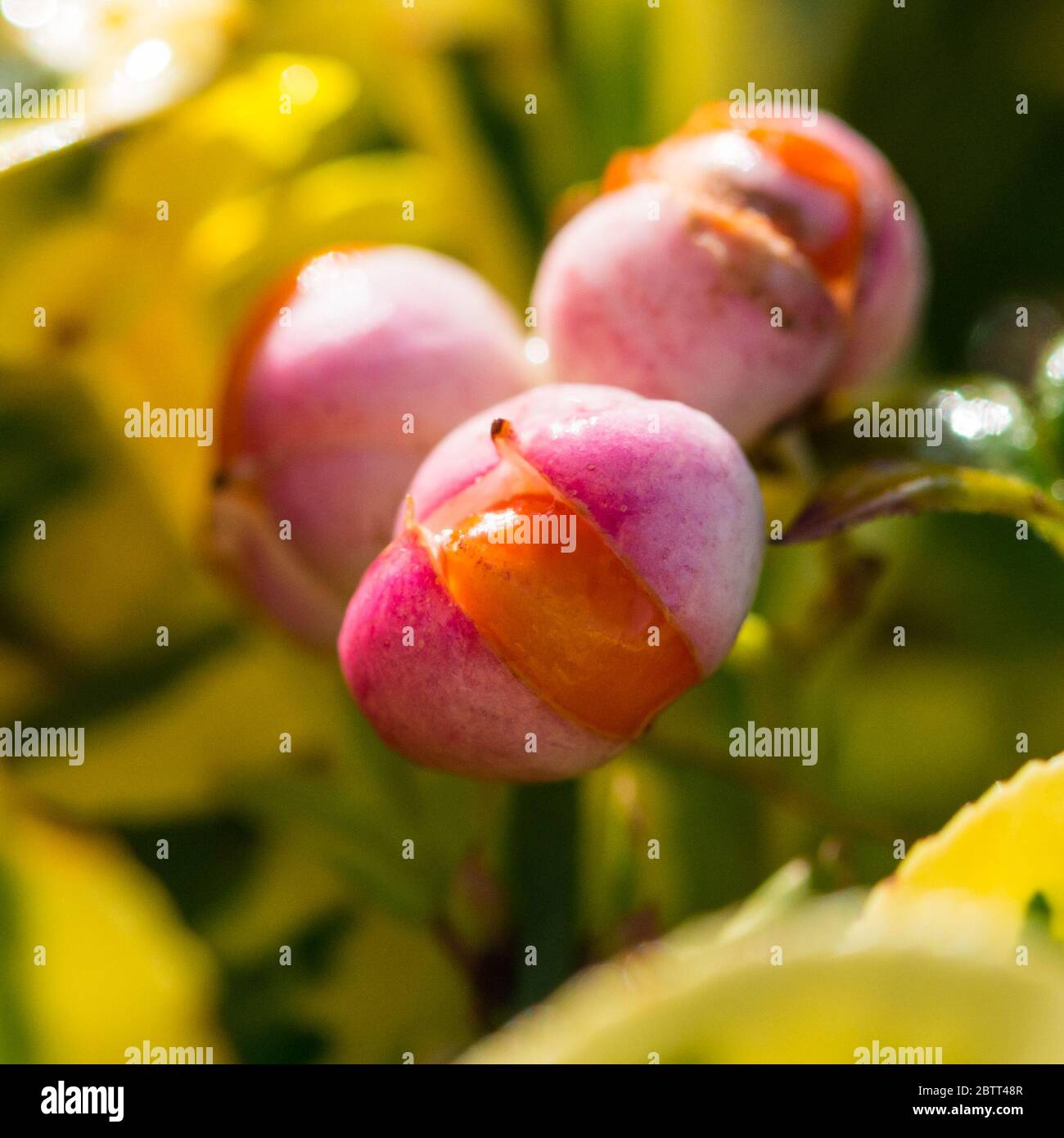 Ein Makrofoto einer orangefarbenen Spindelbuschbeere, die aus ihrer pinken schützenden äußeren Schale hervortritt. Stockfoto