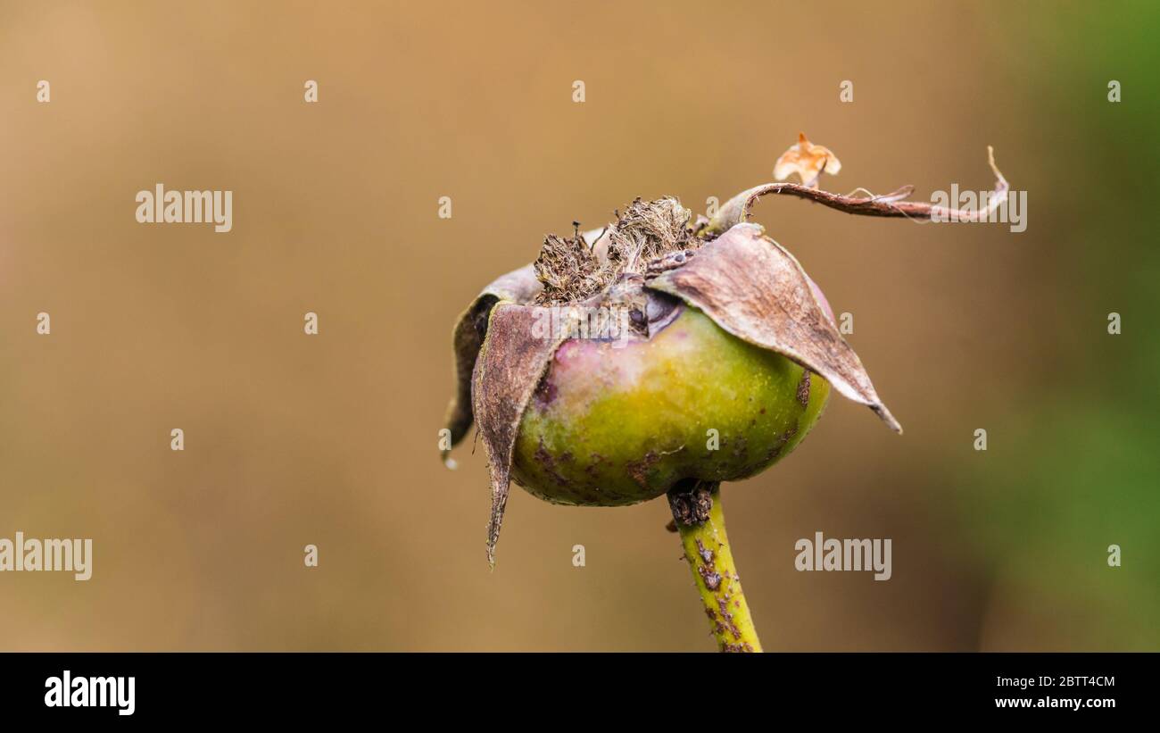 Eine Makroaufnahme einer Hagebutte aus dem Rosenbusch, genannt der Frieden stieg. Stockfoto