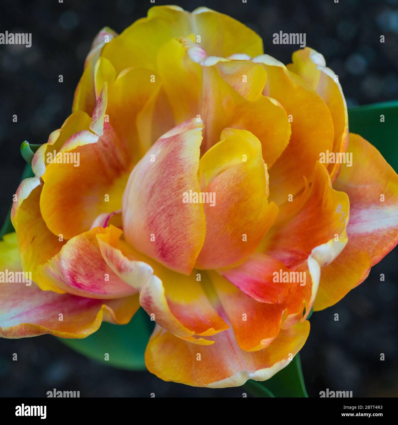 Ein Makrofoto von Tulpe Foxy Foxtrot. Stockfoto