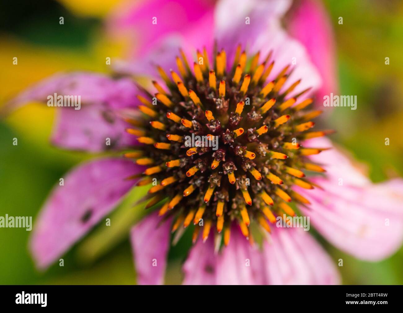 Eine Makroaufnahme eines rosa Koneflower, der zu verfaulen beginnt. Stockfoto