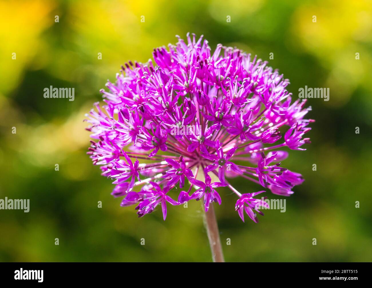 Eine Makroaufnahme einer hellvioletten Empfindung Blüte. Stockfoto