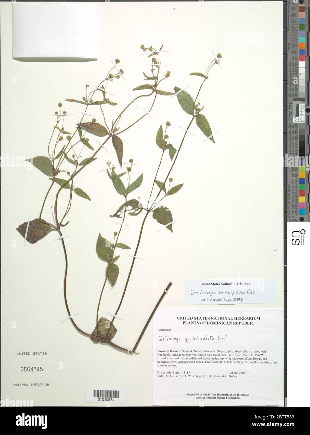 Galinsoga parviflora Cav. Stockfoto
