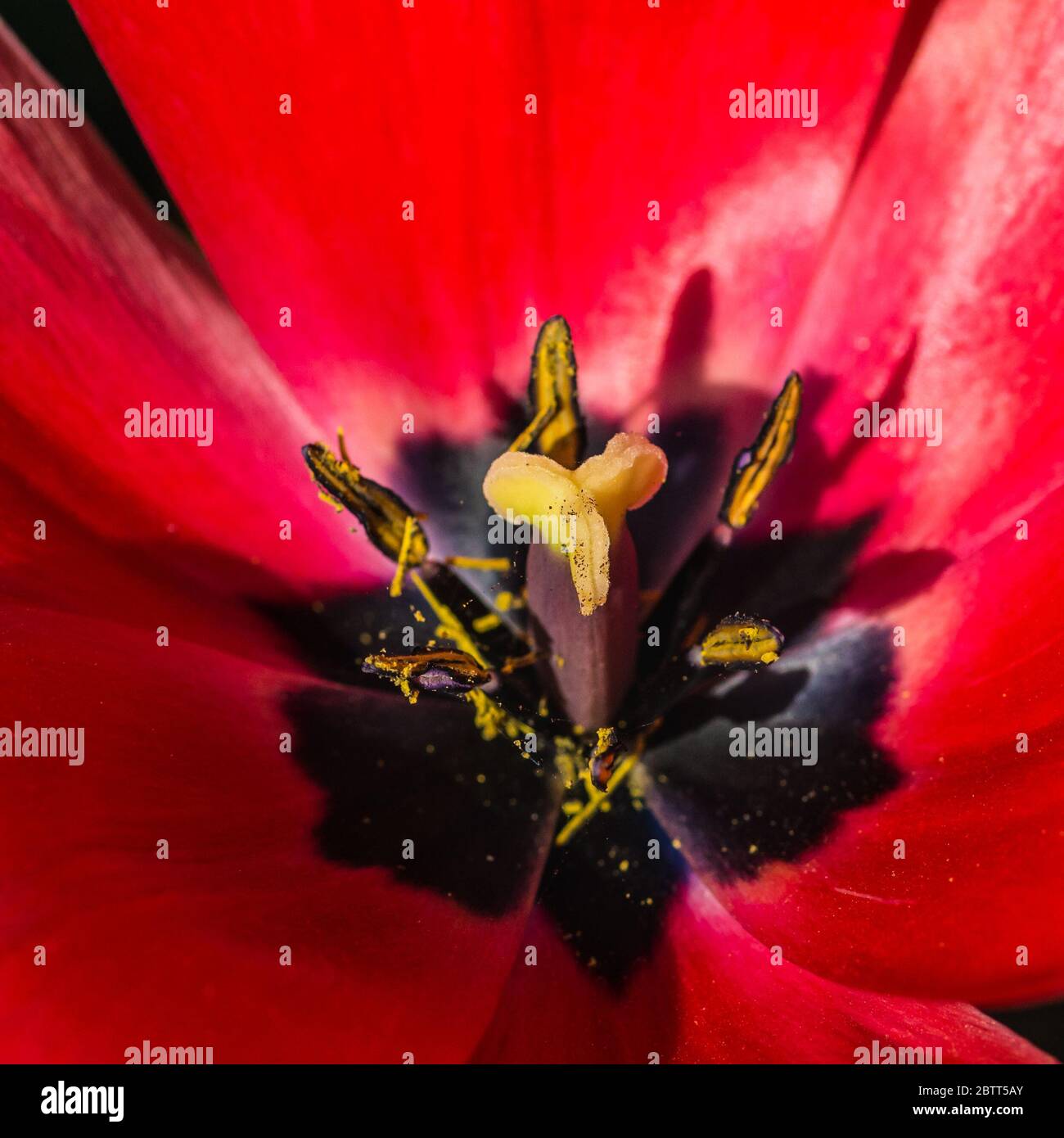 Ein Makrofoto, das in eine rote Tulpe schaut. Stockfoto