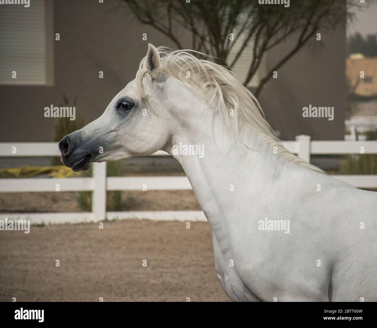 Weißes arabisches Pferd Seitenansicht Porträt beim Laufen im Fahrerlager von Bait Al Arab, Kuwait. Stockfoto