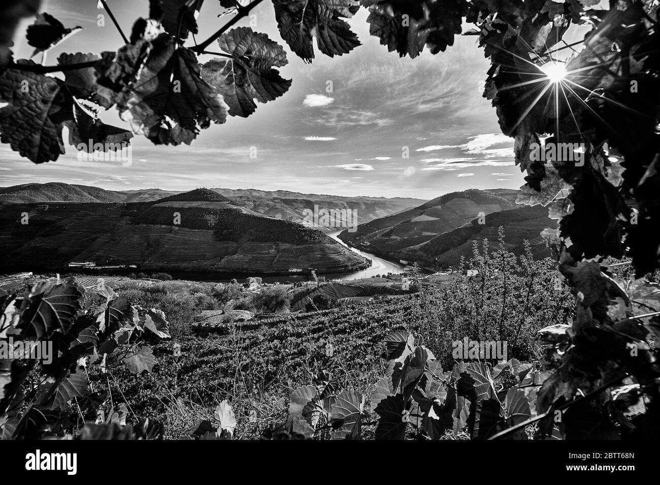 Das Douro River Valley im Norden Portugals ist die Geburtsstätte des Portweins. Die Region ist bekannt für seine Weinreben, Mandelbäume und Olivenbäume. Stockfoto