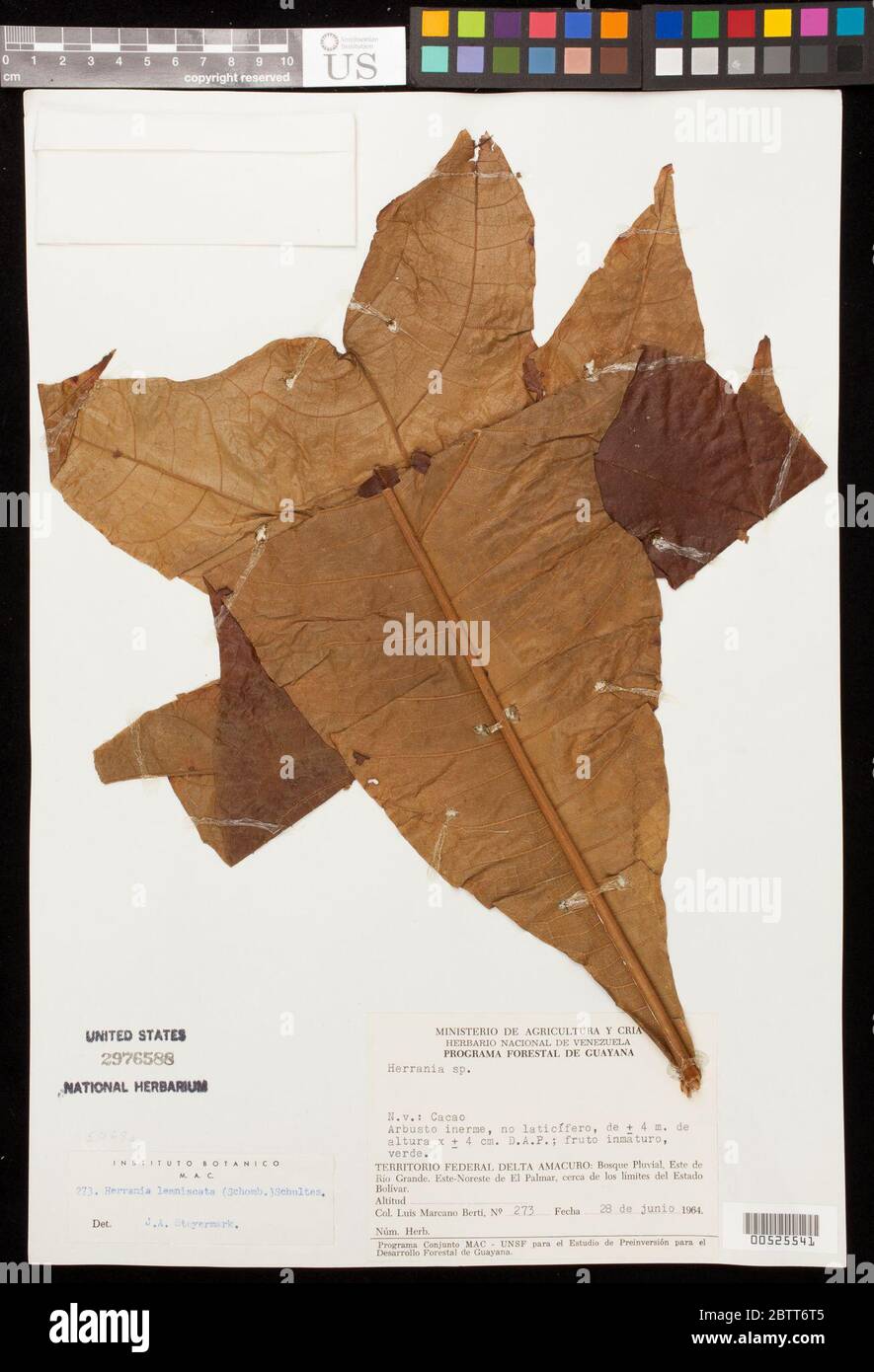 Herrania lemniscata RH Schomb RE Schult. Stockfoto