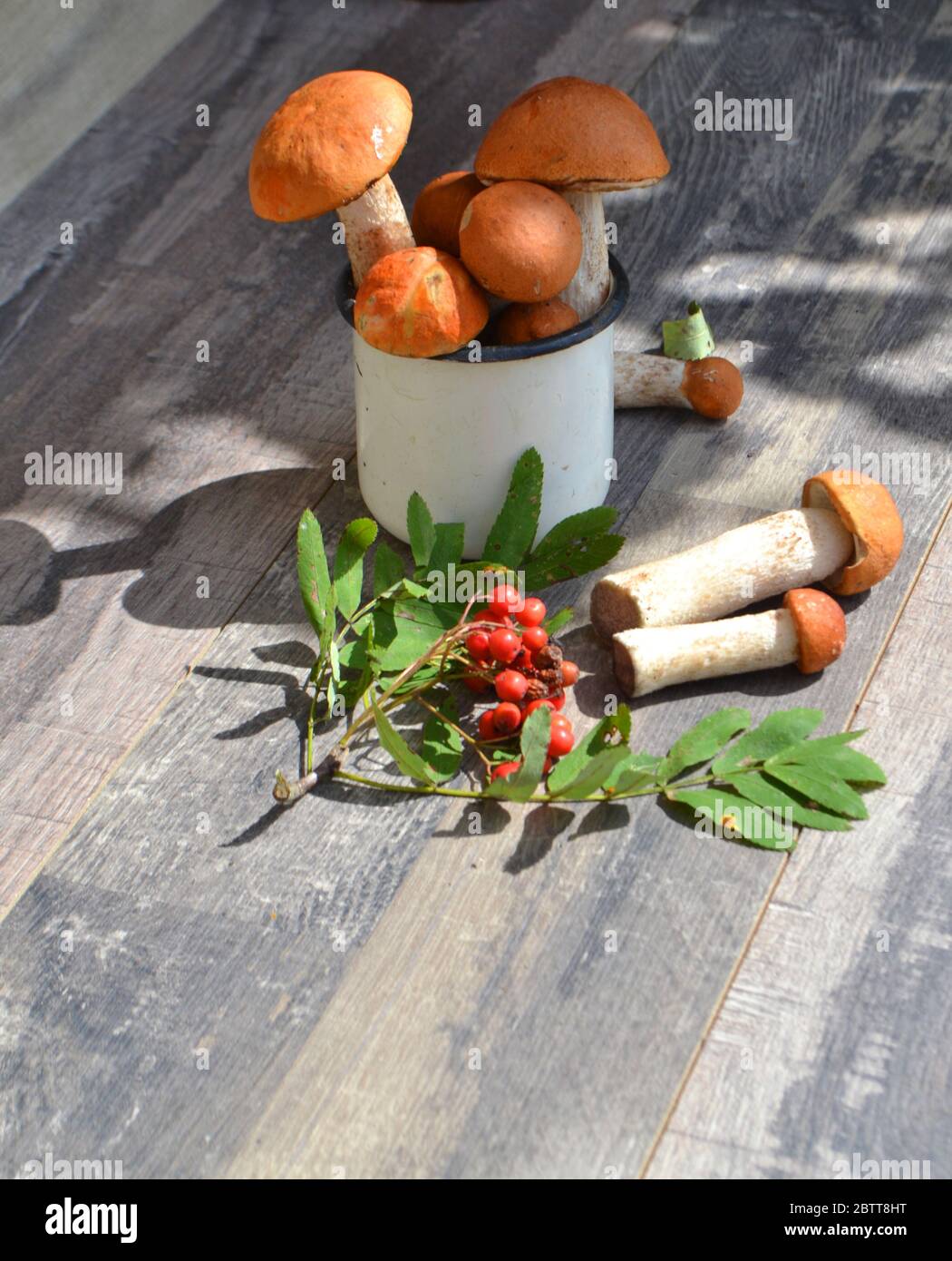 Orange Cap Boletus Pilze, Sommer Zusammensetzung mit Metall Becher an sonnigen Tag Stockfoto