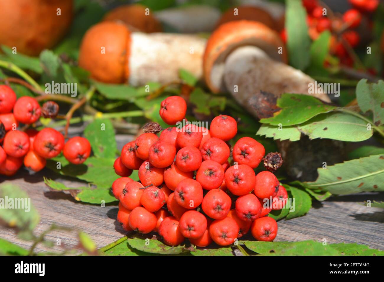 Zusammensetzung der rot bedeckten Schaber Stiel Pilz Leccinum, orange Kappe Boletus mit Eberesche Beeren an einem sonnigen Tag Stockfoto