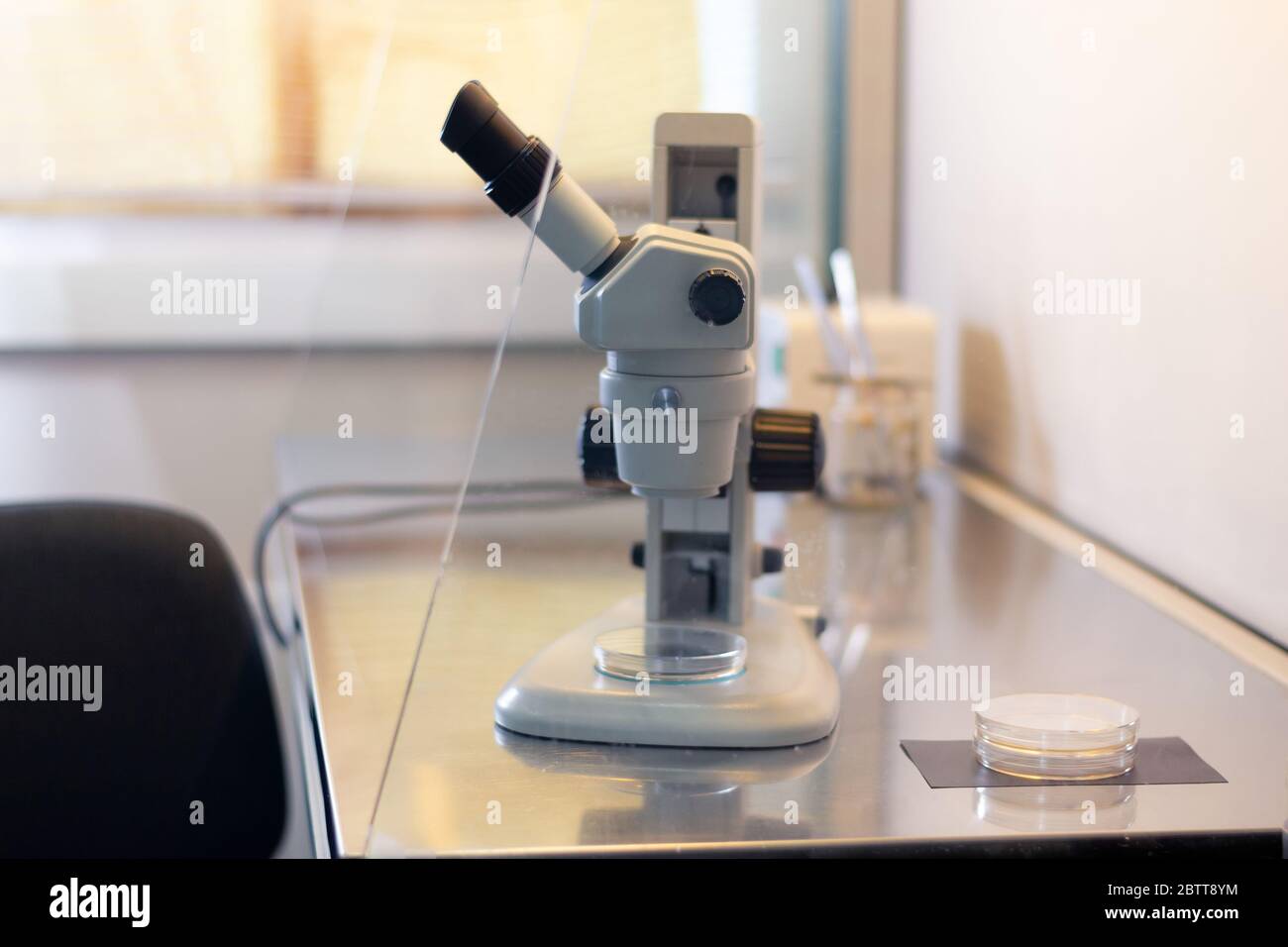 Stereomikroskop in einem Laminar Flow Schrank, der zur Gewebekultur in Petrischalen für Forschungszwecke im Labor verwendet wird Stockfoto