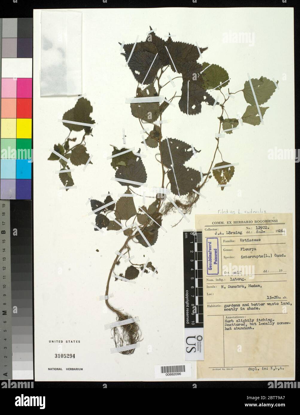 Laportea ruderalis G Forst W L Kau. Stockfoto