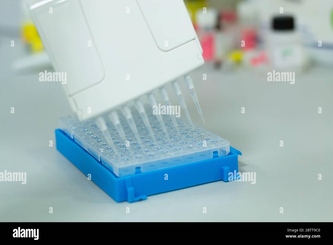 Forscher oder Wissenschaftler, die eine Mehrkanal-Mikropipette verwenden, um die DNA- oder RNA-Proben in eine 96-Well-Platte für ein Experiment in einem Biotechnologie-Labor zu geben Stockfoto