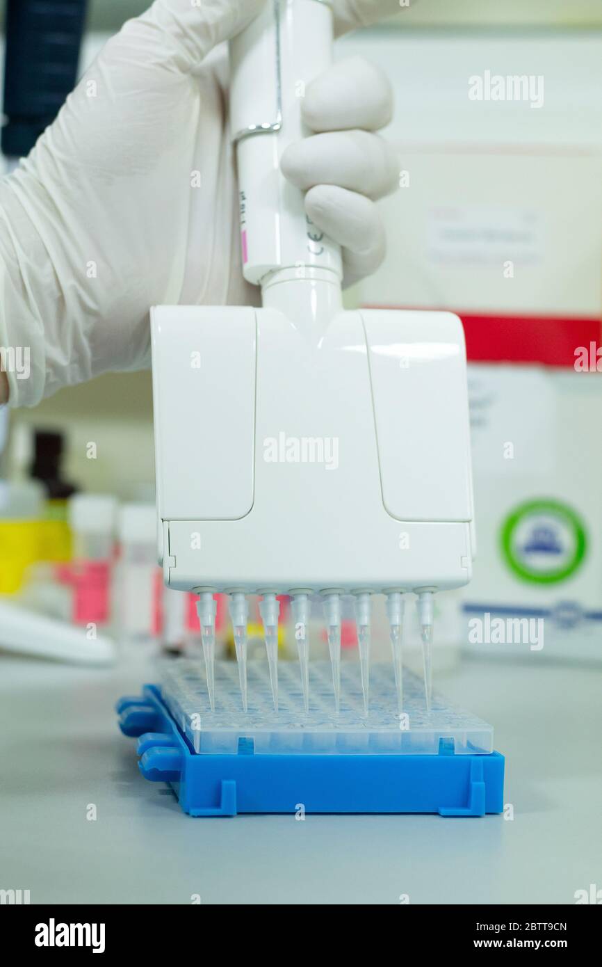Forscher oder Wissenschaftler, die eine Mehrkanal-Mikropipette verwenden, um die DNA- oder RNA-Proben in eine 96-Well-Platte für ein Experiment in einem Biotechnologie-Labor zu geben Stockfoto