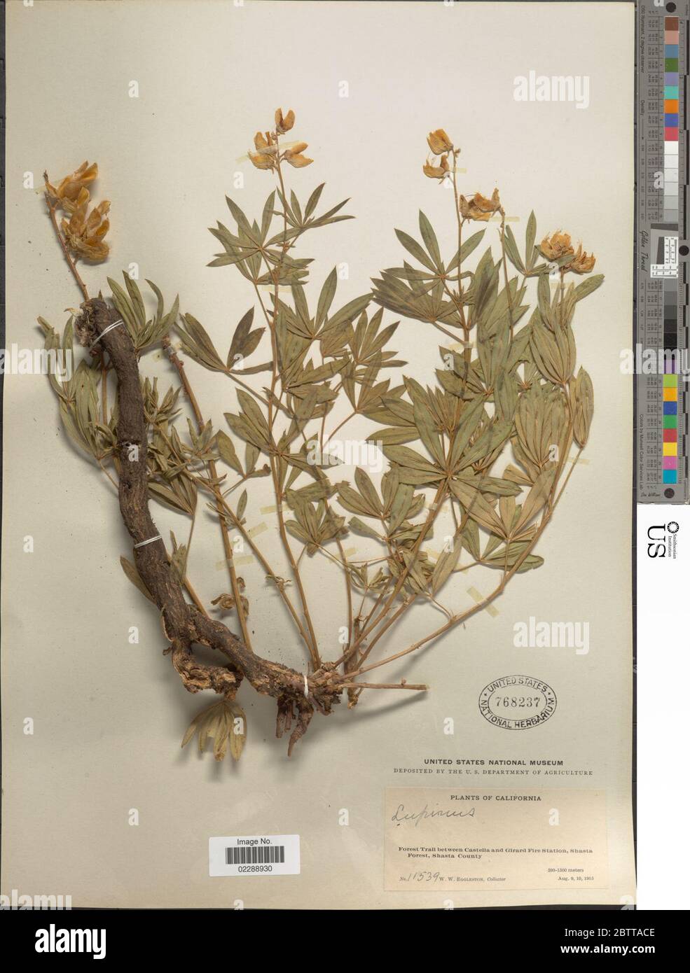 Lupinus sp. Stockfoto