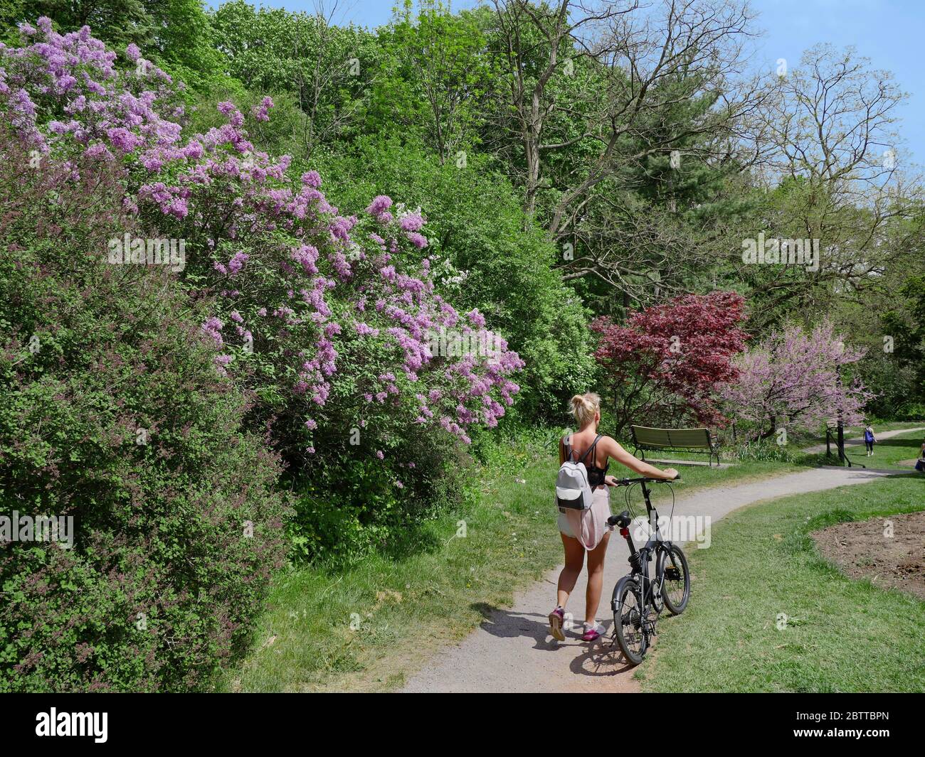 Parkweg am warmen Frühlingstag mit Fliederbusch in der Blüte Stockfoto