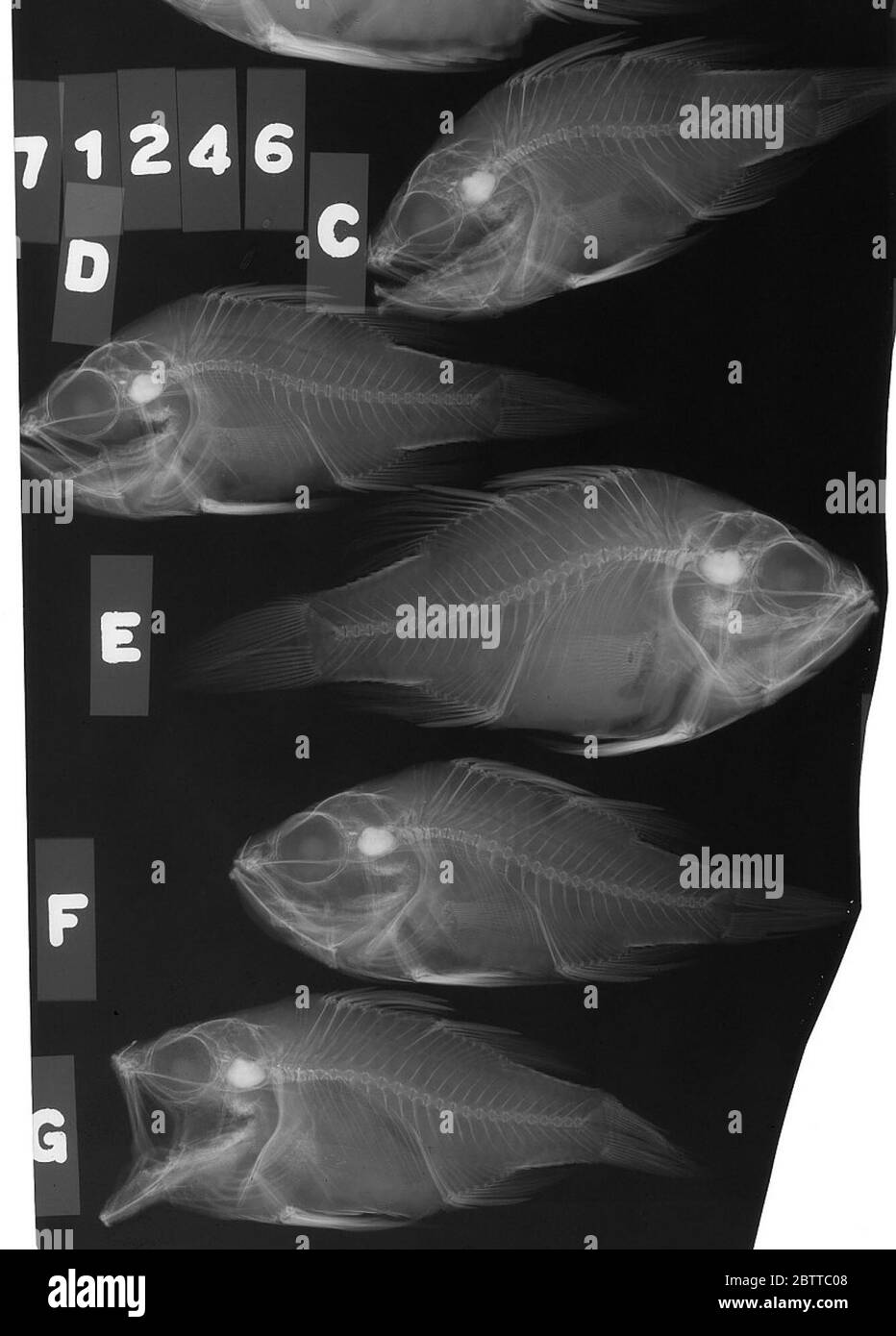 Apogonichthyoides taeniatus. 11 Mai 20185 Stockfoto