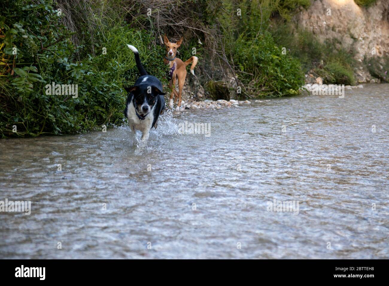 Hunde laufen frei und posieren in einem Fluss Stockfoto