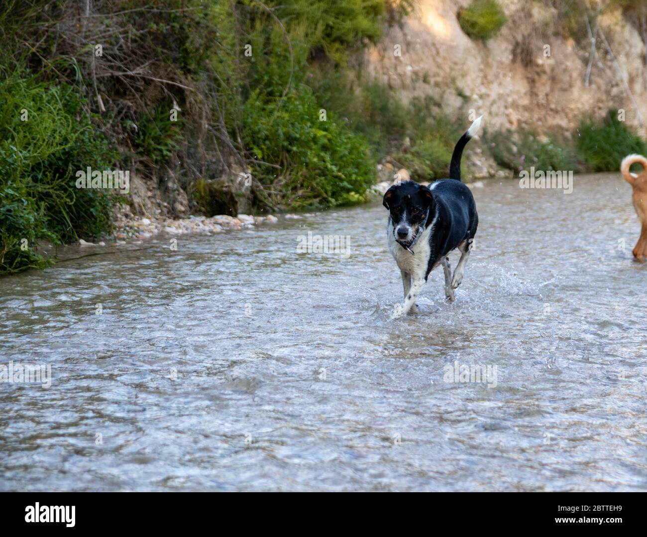 Hunde laufen frei und posieren in einem Fluss Stockfoto