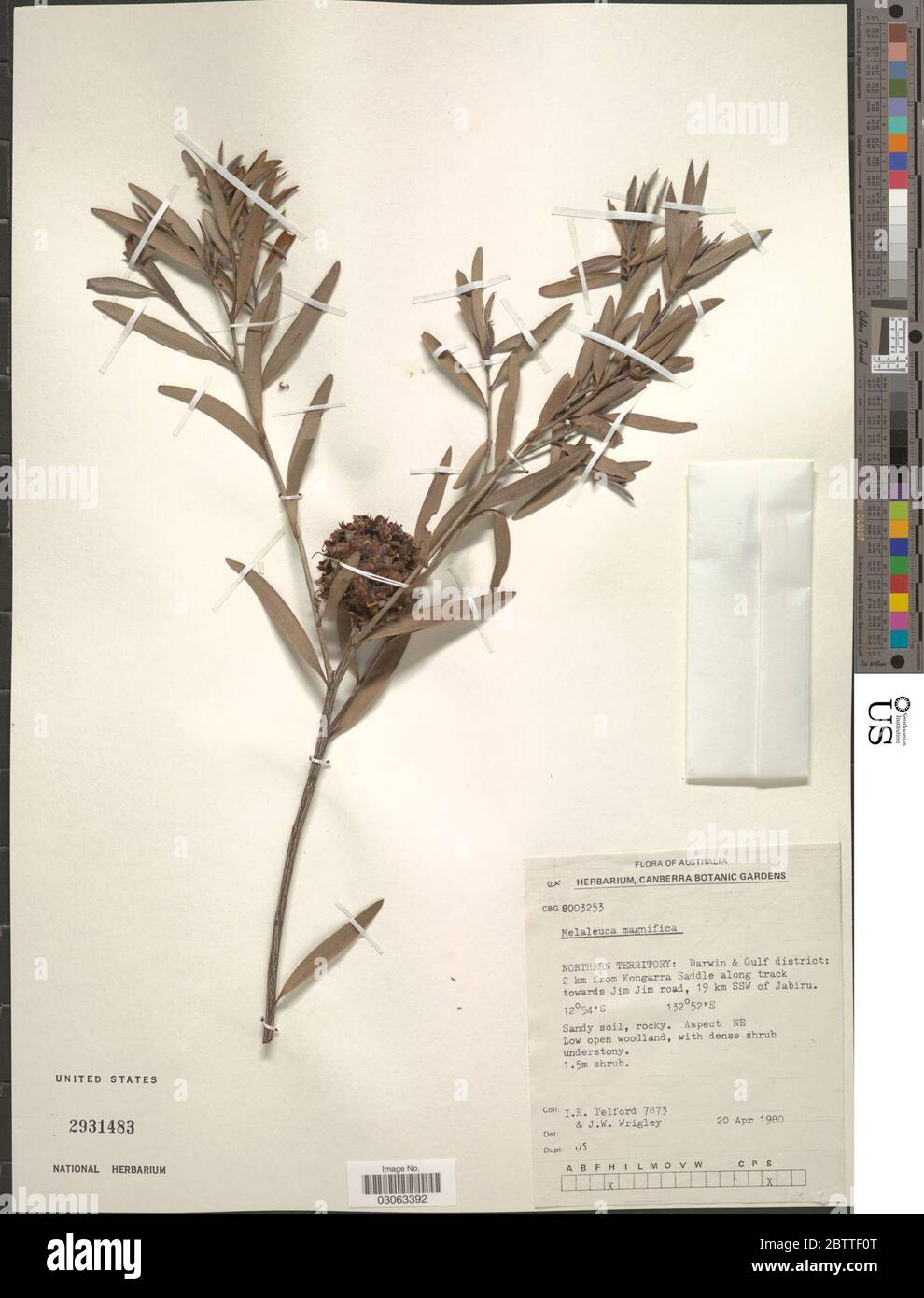 Asteromyrtus magnifica CD Specht Craven. Stockfoto