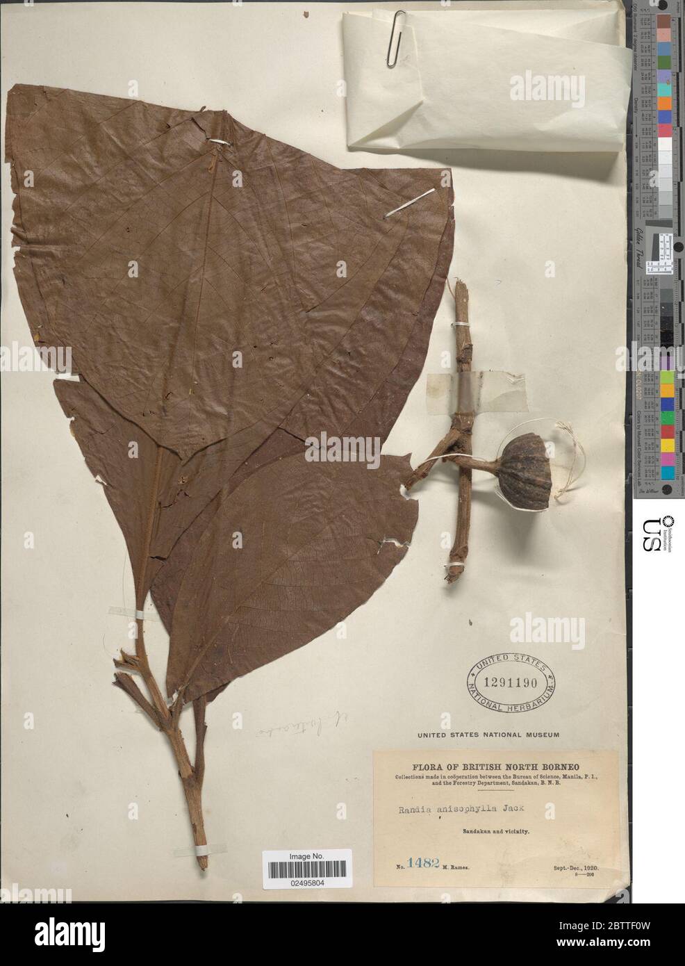 Porterandia anisophylla Jack ex Roxb Ridl. Stockfoto