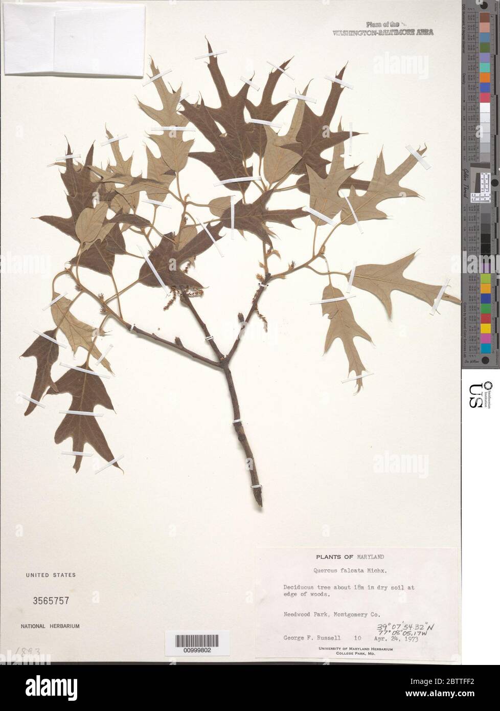 Quercus falcata Michx. Stockfoto