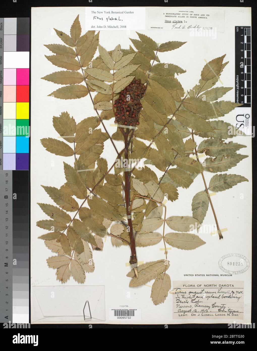 Rhus angustiarum Lunell. Stockfoto Rhus angustiarum Lunell. Stockfoto