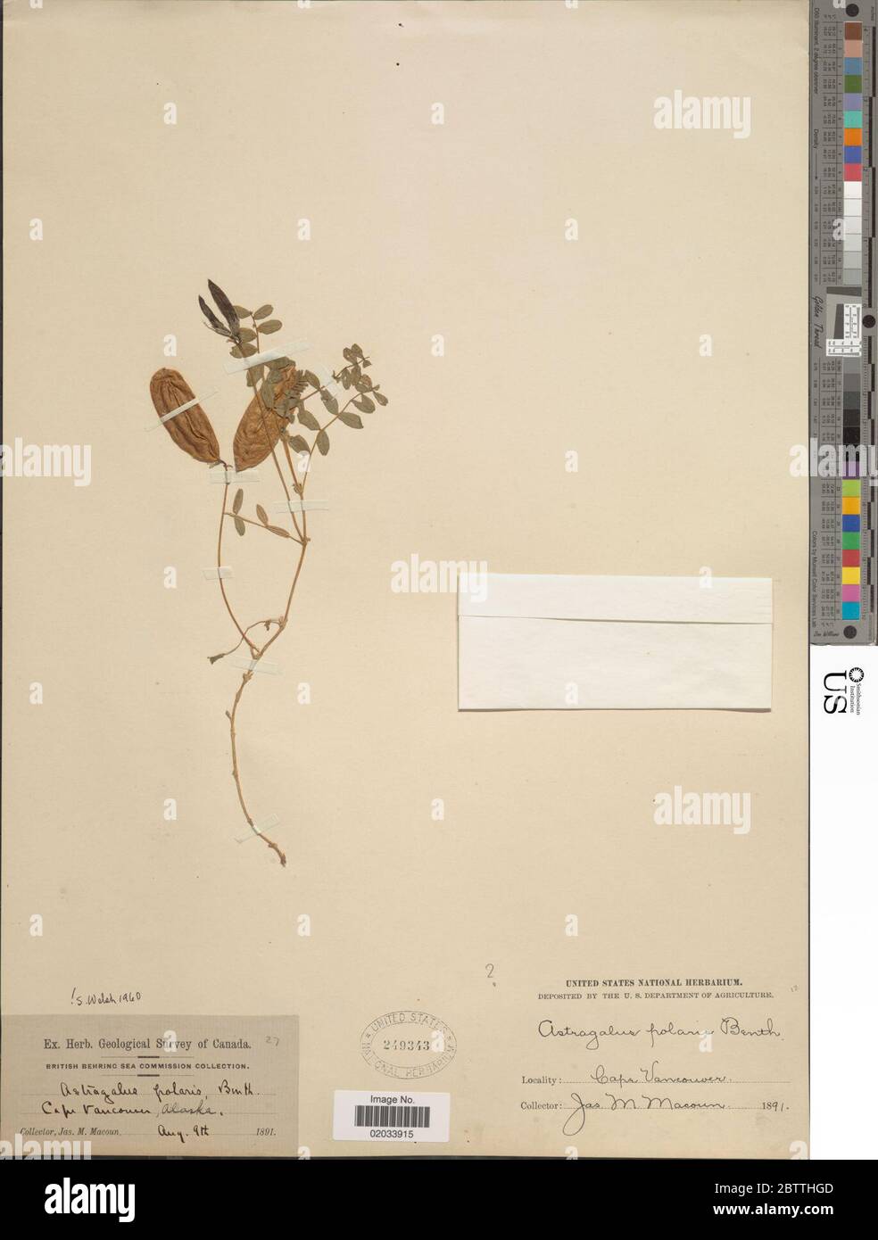 Astragalus polaris scheinen Benth. 30. Dezember 20171 Stockfoto