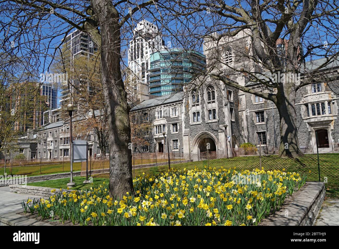 Campus der Universität Toronto im Frühling mit Narzissen und Skyline im Hintergrund Stockfoto