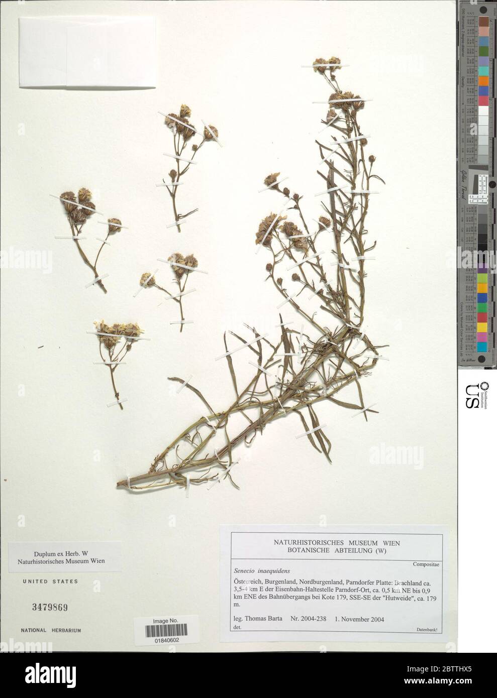 Senecio inaequidens Fotos und Bildmaterial in hoher Auflösung Alamy