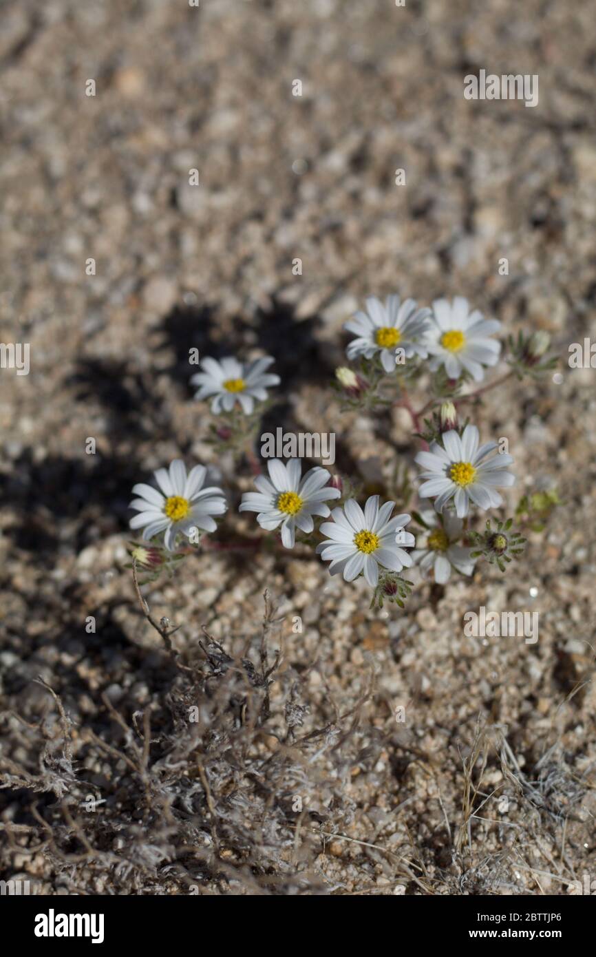 Little Desert Star, Monoptilon Bellidiforme, Asteraceae, einheimische einjährige Pflanze am Rande der Twentynine Palms, südlichen Mojave Wüste, Frühling. Stockfoto