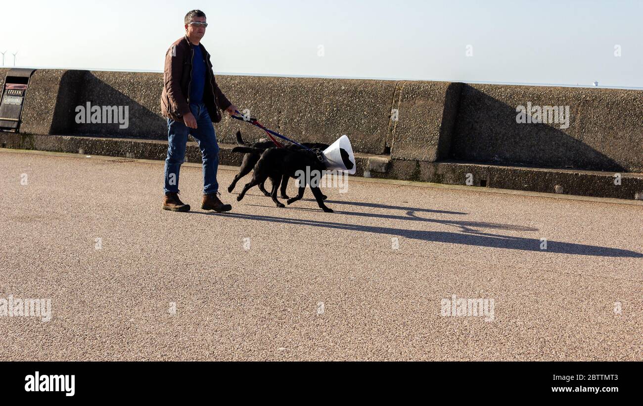 Besitzer Walking Dog mit elisabethanischen Kragen, ein kegelförmiges medizinisches Schutzgerät für die Erholung von der Operation. Stockfoto