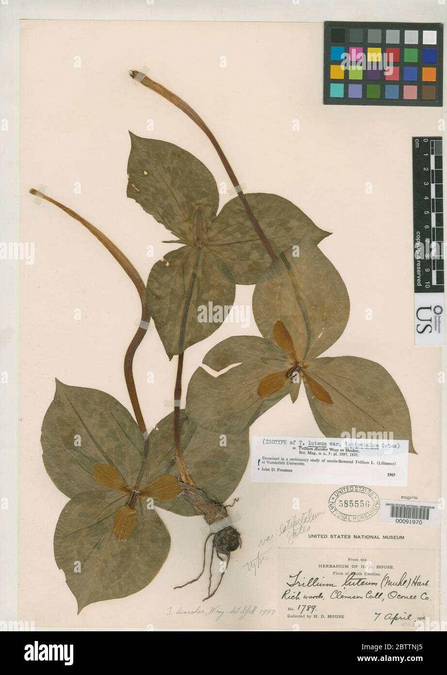 Trillium luteum var latipetalum RR Gates. Stockfoto