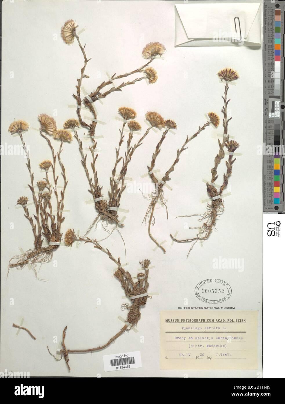 Tussilago farfarfarara L. Stockfoto