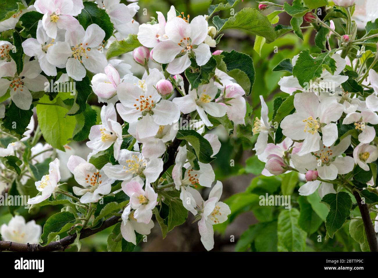 Apfelblüten, Apfelgarten, SW Michigan, USA, von James D Coppinger/Dembinsky Photo Assoc Stockfoto
