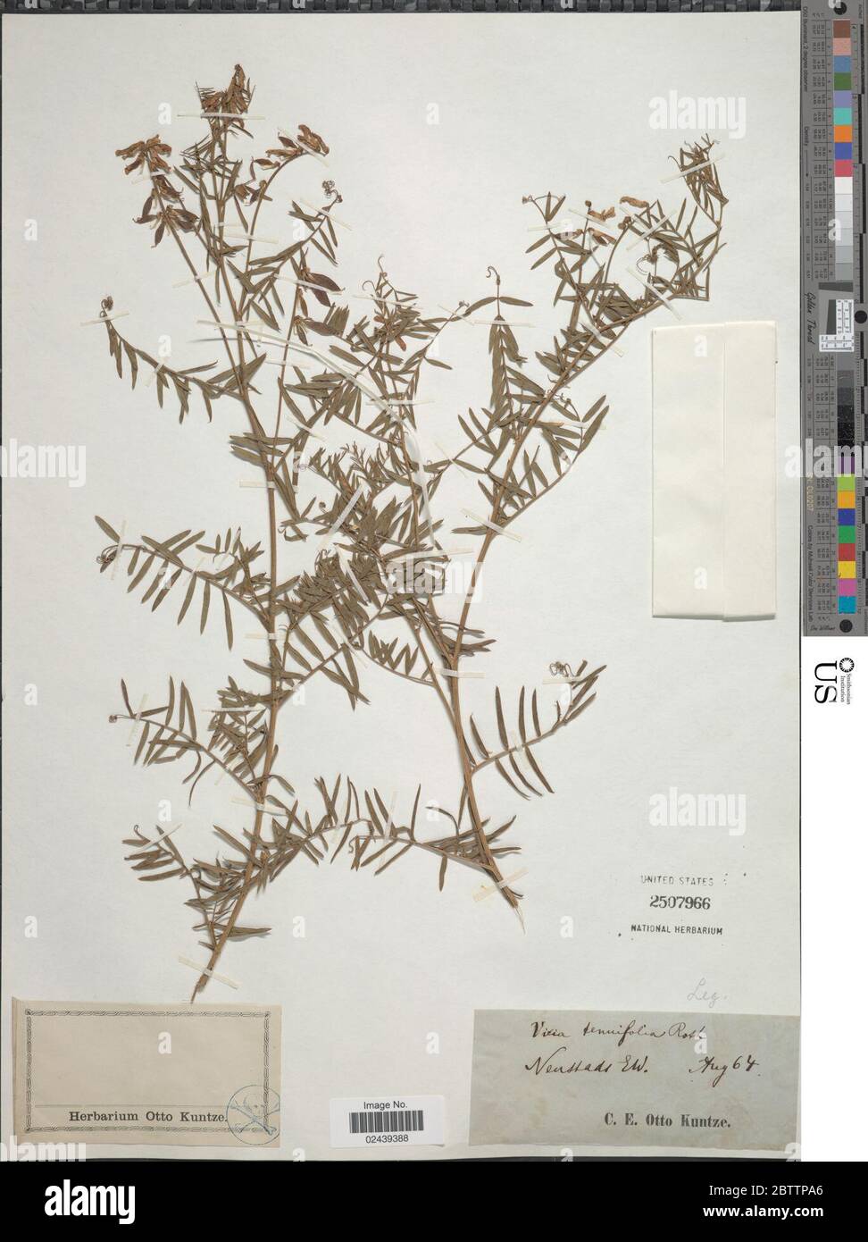 Vicia tenuifolia. Stockfoto