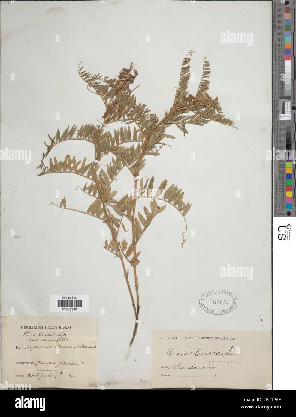 Vicia tenuifolia. Stockfoto