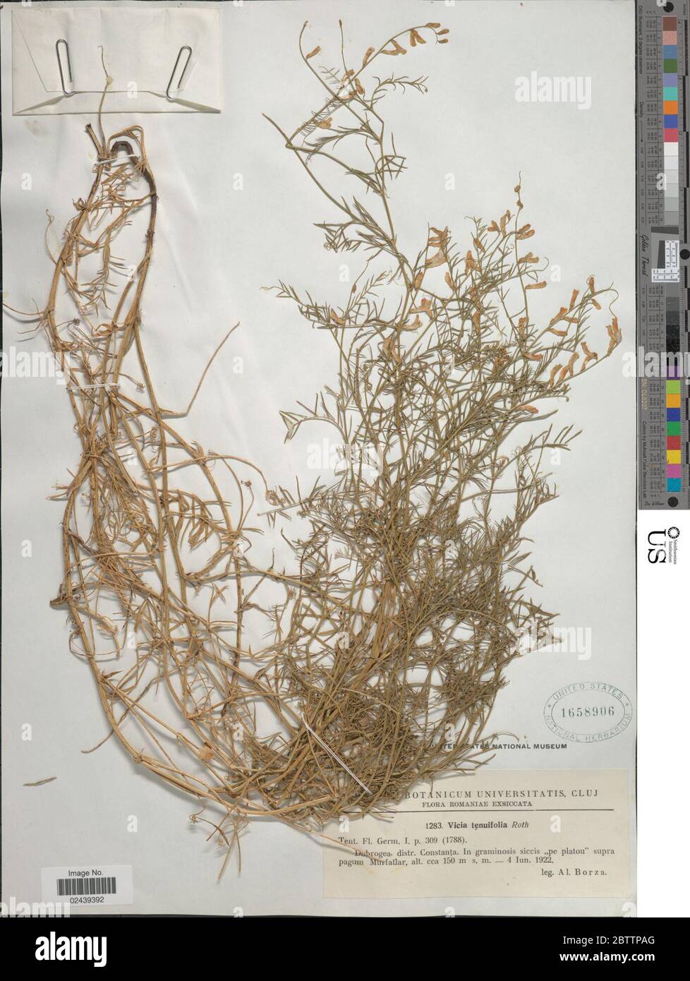 Vicia tenuifolia. Stockfoto
